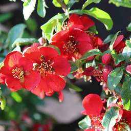      Chaenomeles x superba Crimson and Gold  